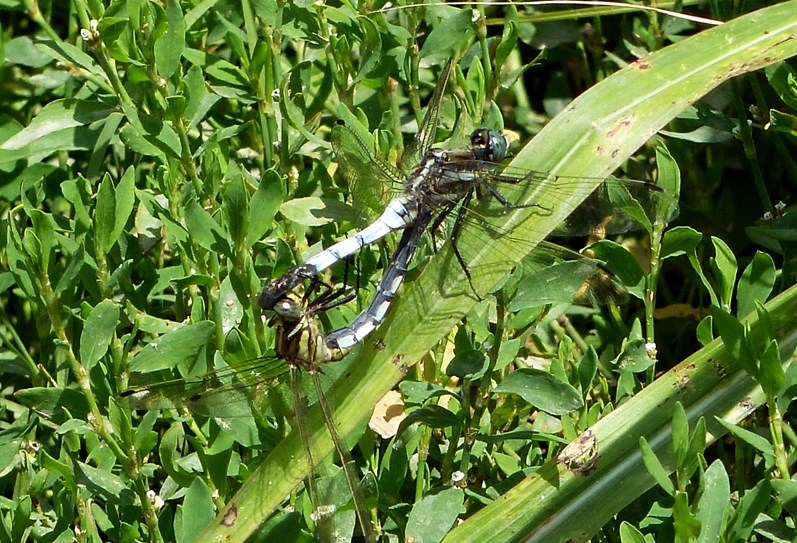 Identificazione e dubbio etologico - Orthetrum albistylum